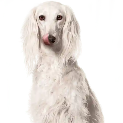 Happy Dog 2