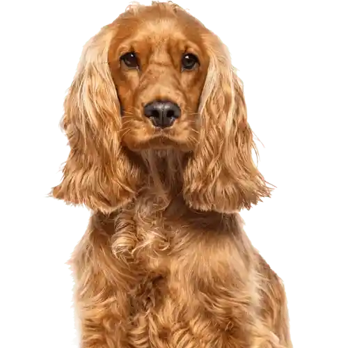 Happy Dog 1