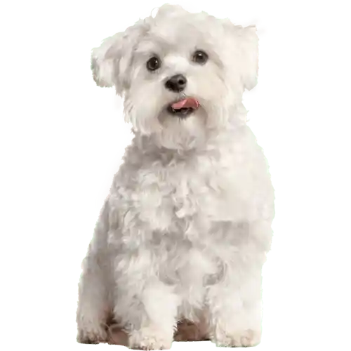 Happy Dog 6