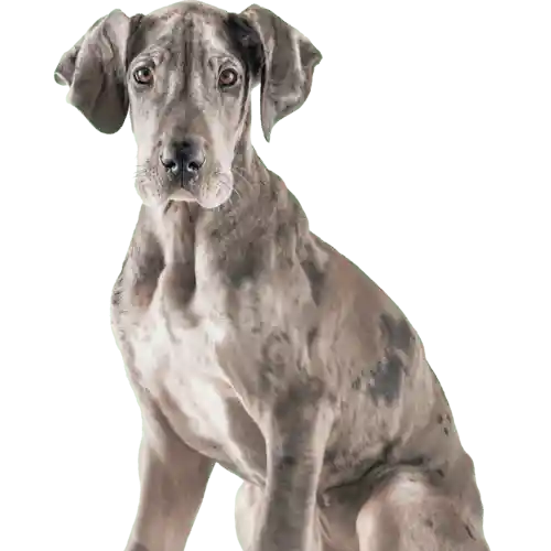 Happy Dog 5
