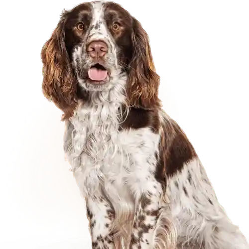 Happy Dog 3