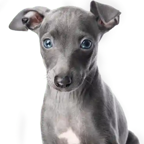 Happy Dog 4
