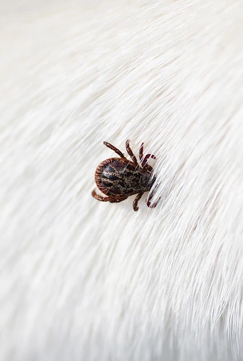 Ochrona psa przed kleszczami