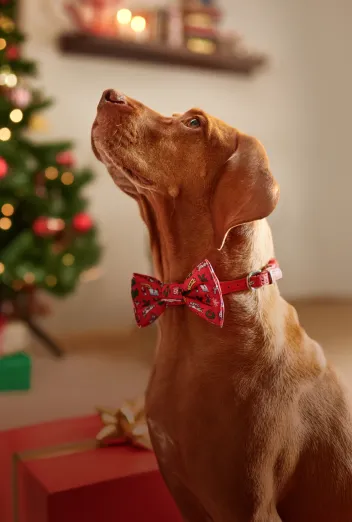 John Dog świąteczne must have dla psa