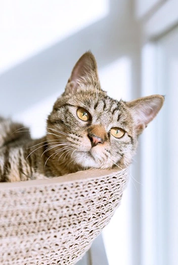 Wiosenne must have dla kota