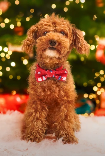 John Dog świąteczne must have dla psa