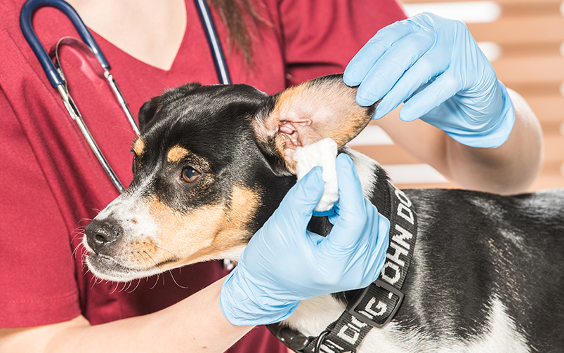 Czyszczenie psich uszu – jak uniknąć błędów w pielęgnacji?
