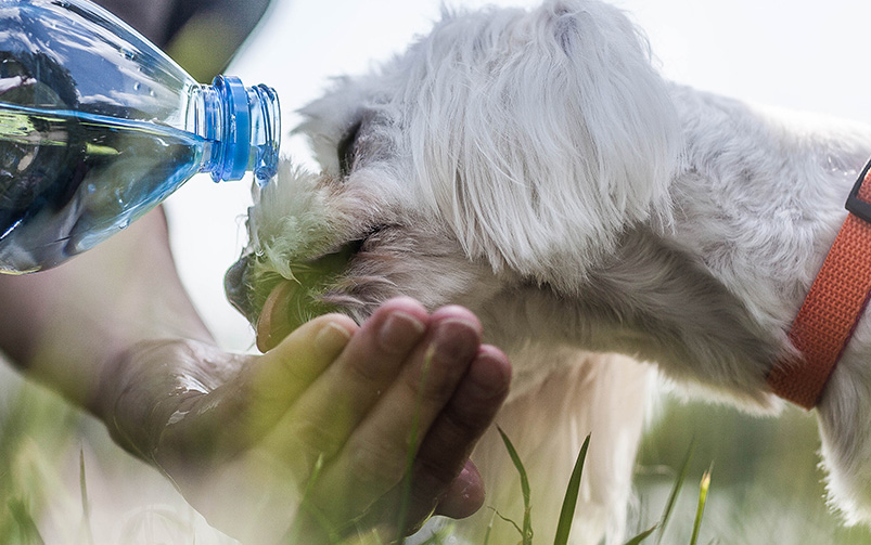 Pies maltańczyk pije wodę na spacerze - to jeden ze sposobów jak schłodzić psa!
