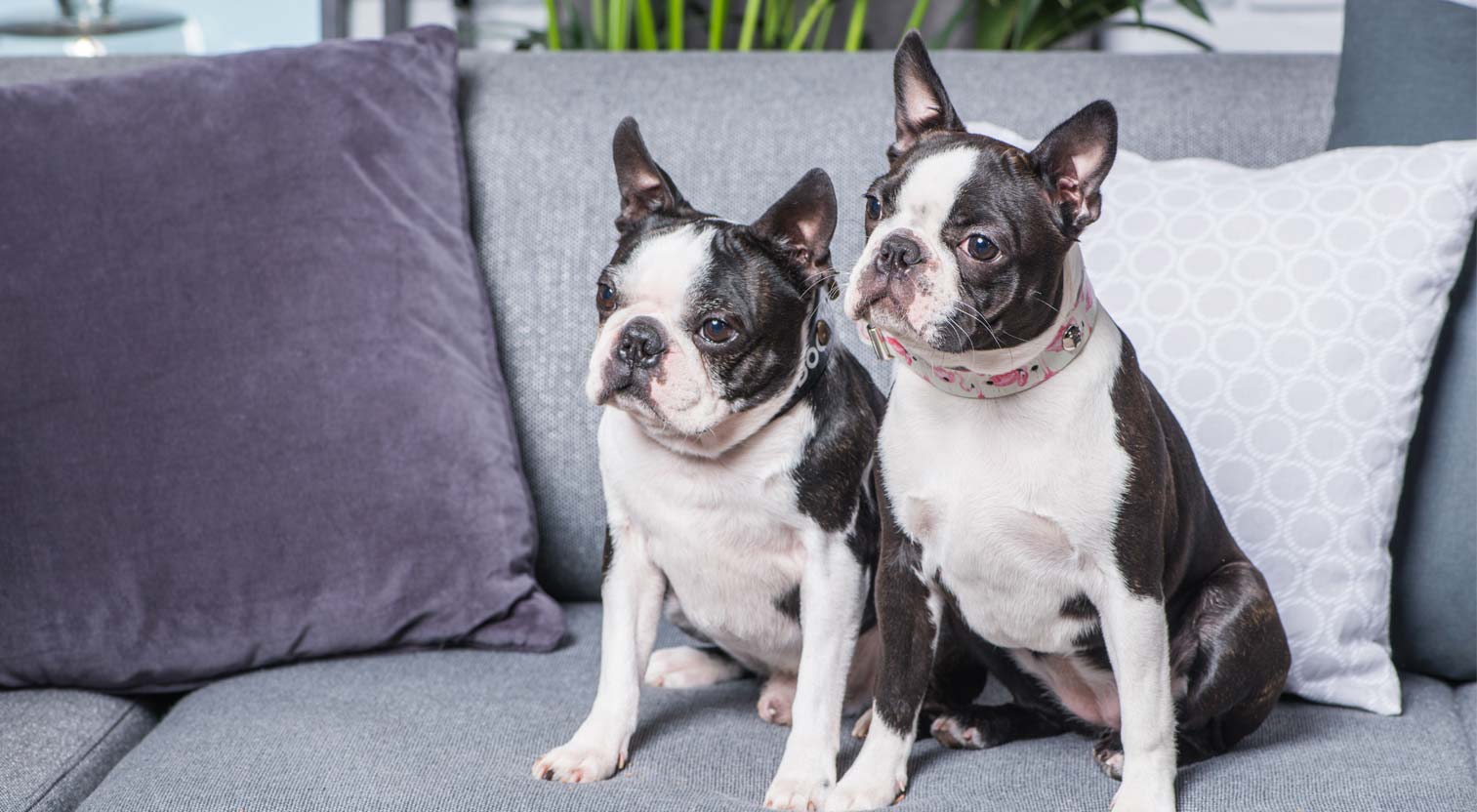 Dwa boston terriery siedzące na kanapie