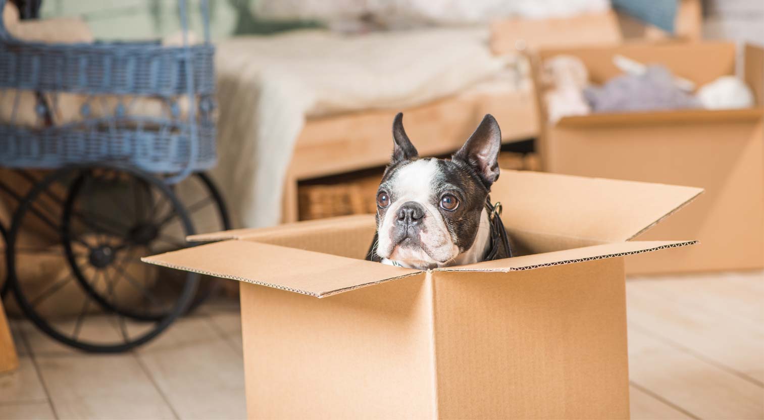 Boston terrier wygląda z kartonu w którym siedzi