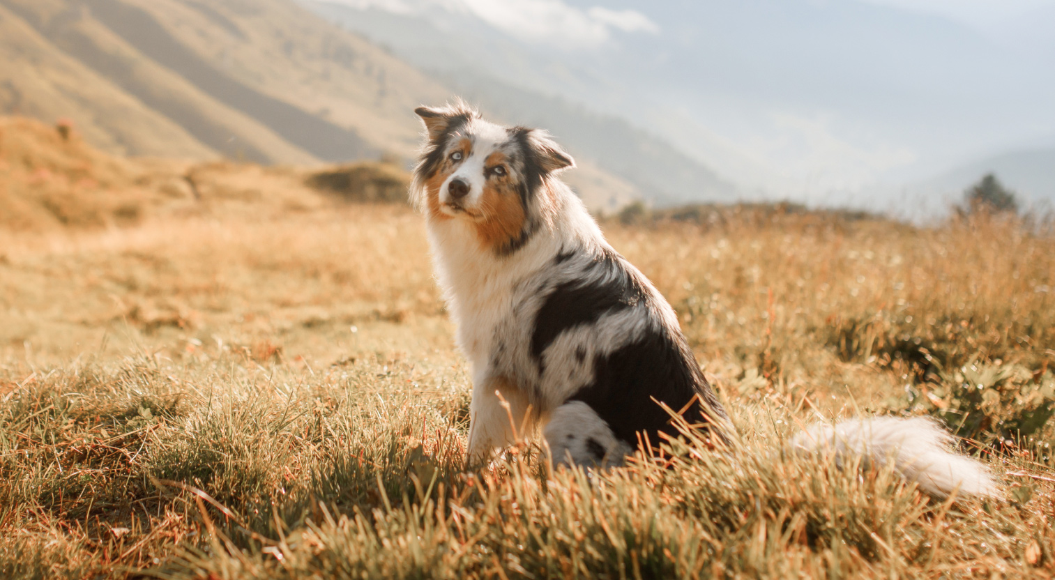 Pies rasy Owczarek australijski Aussie siedzi na polu.
