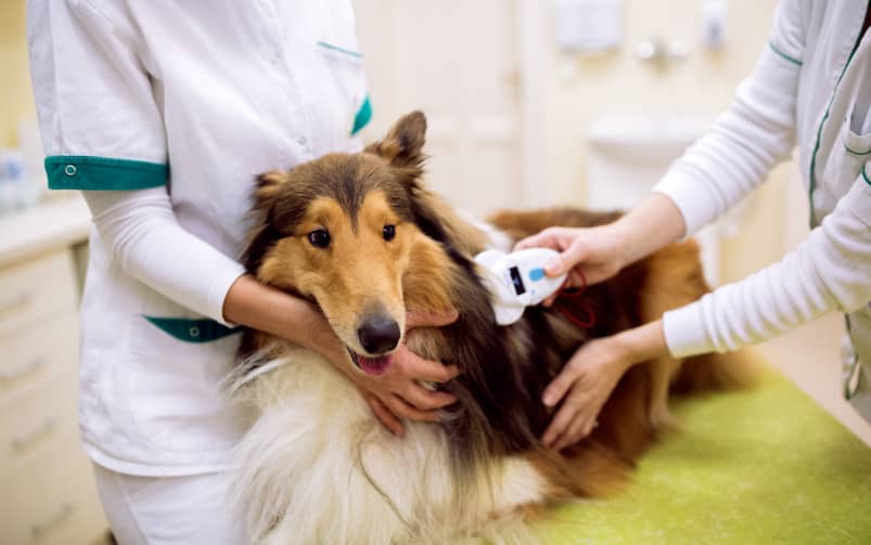 Pies jest badany przez dwóch weterynarzy