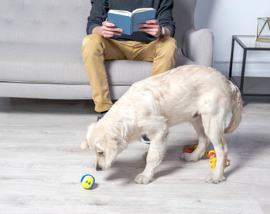 nauka samotności - ignoruj psa