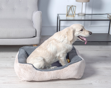 trening samotności psa - zniknij z pola widzenia