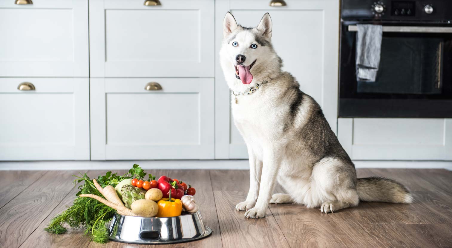 Husky siedzący w kuchni obok miski
