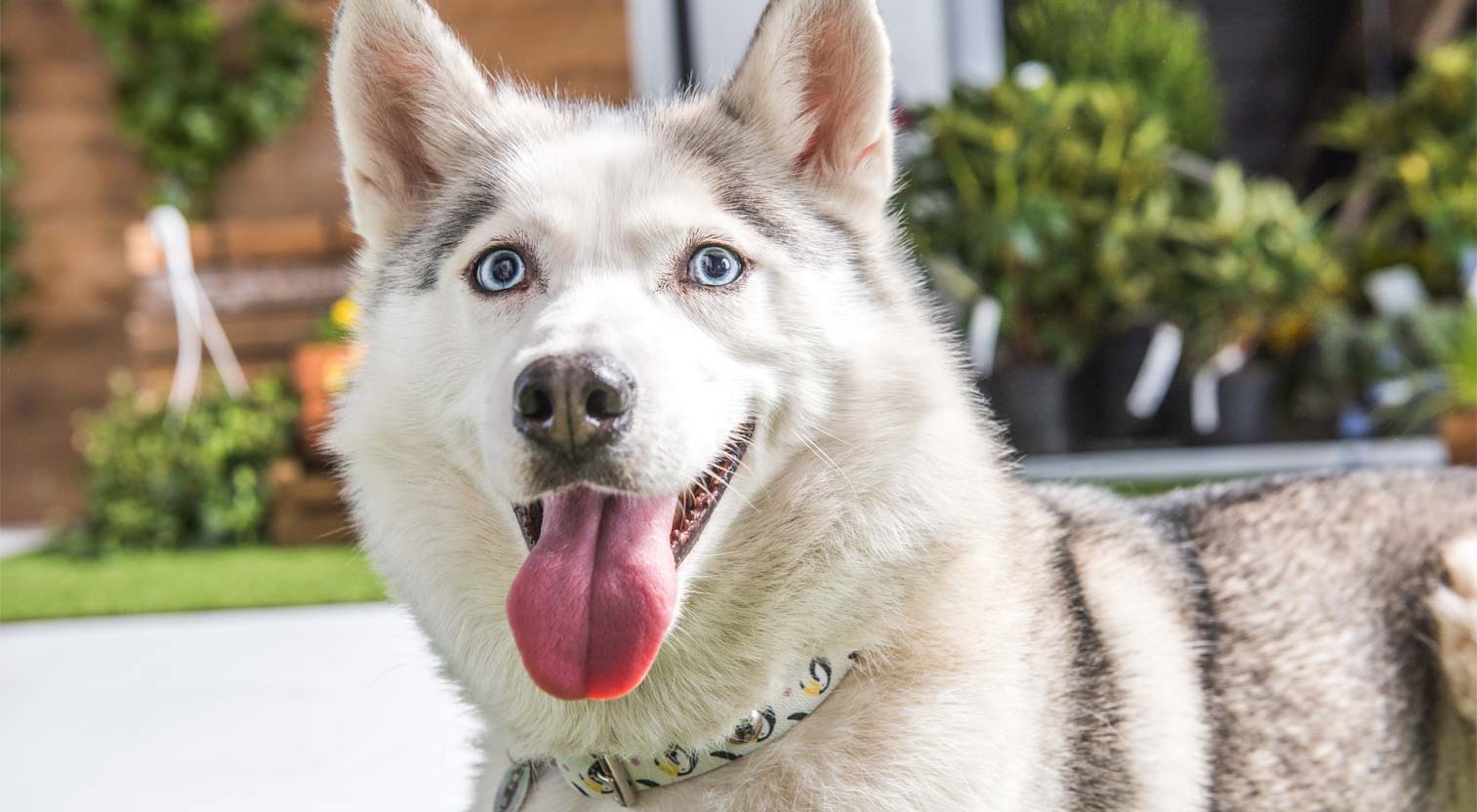 Zbliżenie na pysk uśmiechniętego syberyjskiego husky