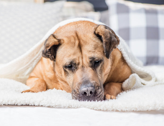 Najczęstsze choroby serca psów blog John Dog