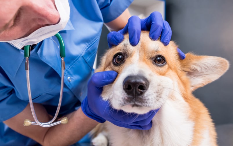 Lekarz weterynarii w gabinecie bada psa chorego na babeszjozę