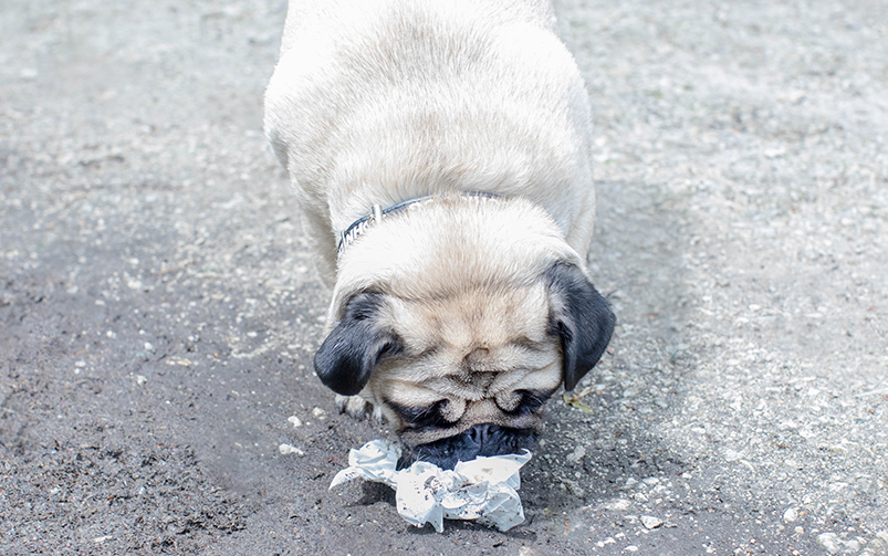 pies zjadający śmieci