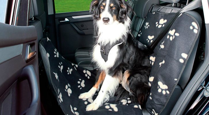 Pies siedzi w samochodzie na pokrowcu dla psa na tylnej kanapie