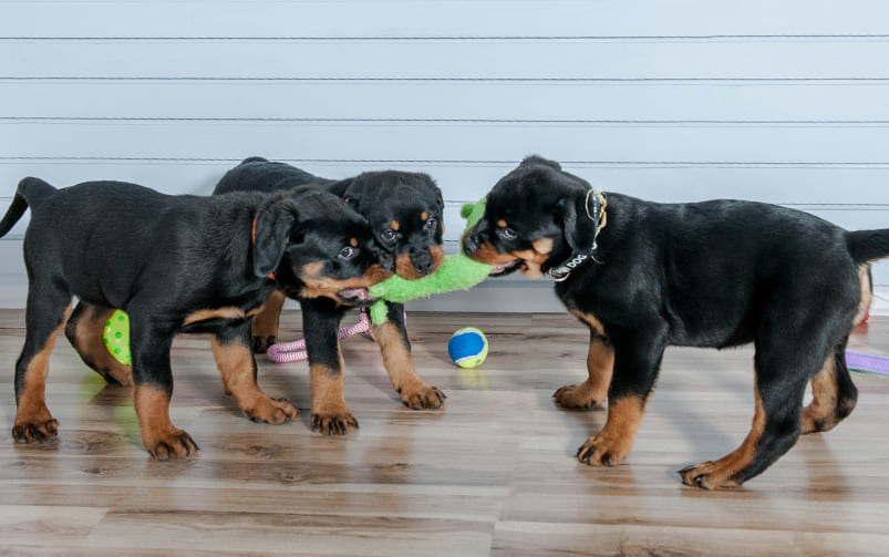 Trzy szczeniaki rasy rottweiler szarpią zabawkę