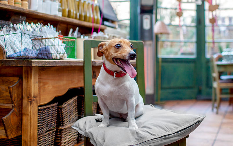 Pies rasy jack russel siedzi na krześle w restauracji przyjaznej psom