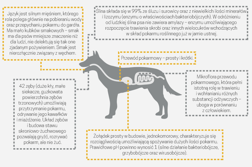 Dlaczego Pies Musi Jeść Inaczej Niż Człowiek Blog John Dog