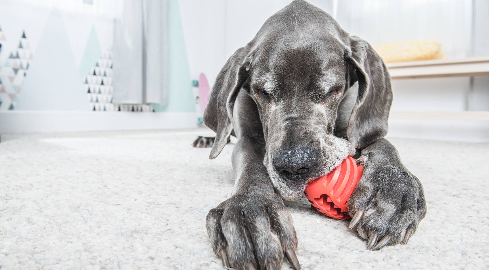 Zabawka na przysmaki dla psa Rugby - obrazek 3