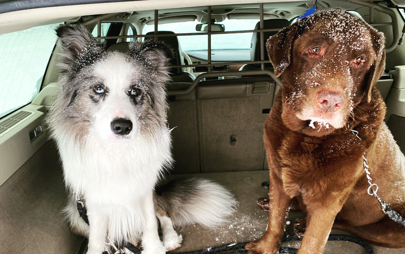 W bagażniku auta siedzą dwa psy, jeden - rasy border collie i drugi - labrador.
