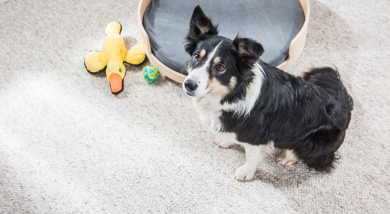 5 VANTAGENS e DESVANTAGENS de adotar um BORDER COLLIE 🐶✓ 