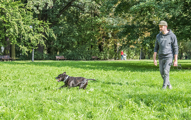 Behawiorysta na spacerze ćwiczy z psem przywołanie