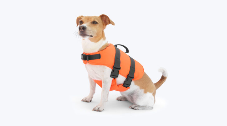 Pies ubrany w kapok do pływania w wodzie, kolor pomarańczowy, marka sportis.