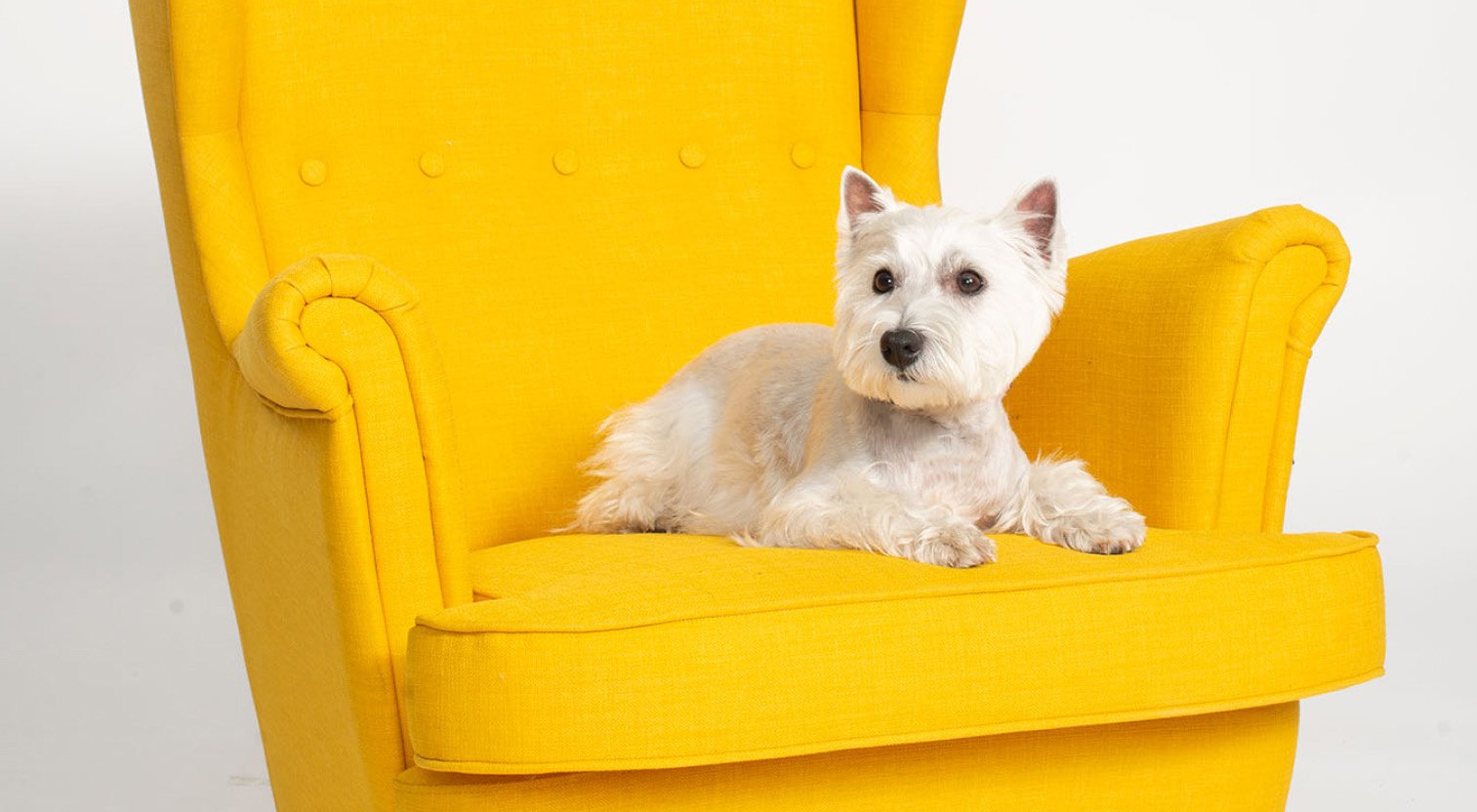 White Terrier leżący na żółtym fotelu