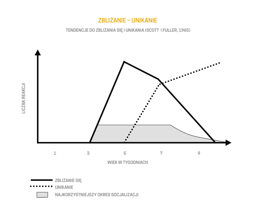 Jak mądrze wychować szczeniaka – 3 kluczowe filary