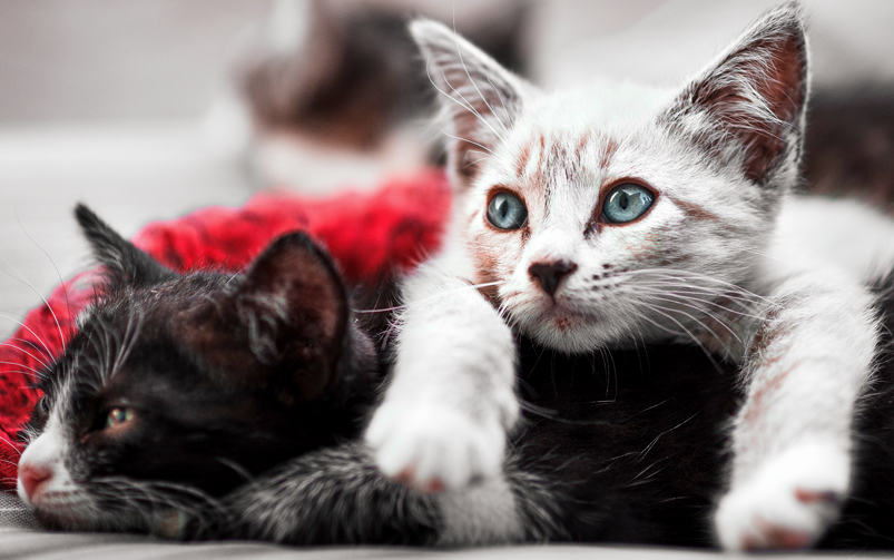 Kot w domu a kot na dworze – za i przeciw okiem lekarza weterynarii