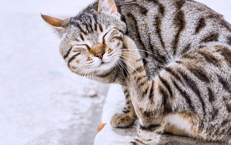Czy kleszcze są niebezpieczne dla kota?
