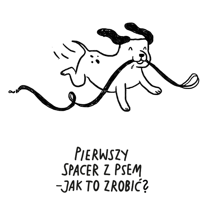 Pierwszy spacer z psem - jak to zrobić?