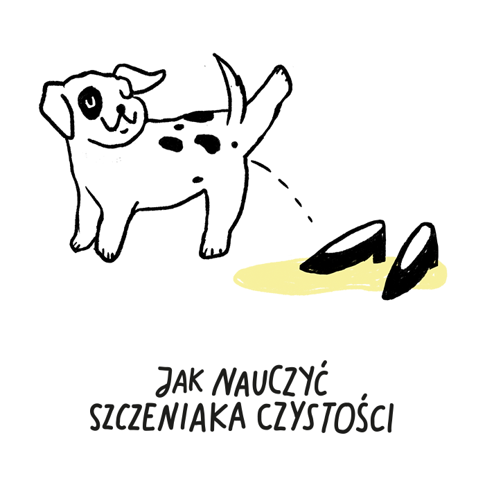 Jak nauczyć szczeniaka czystości