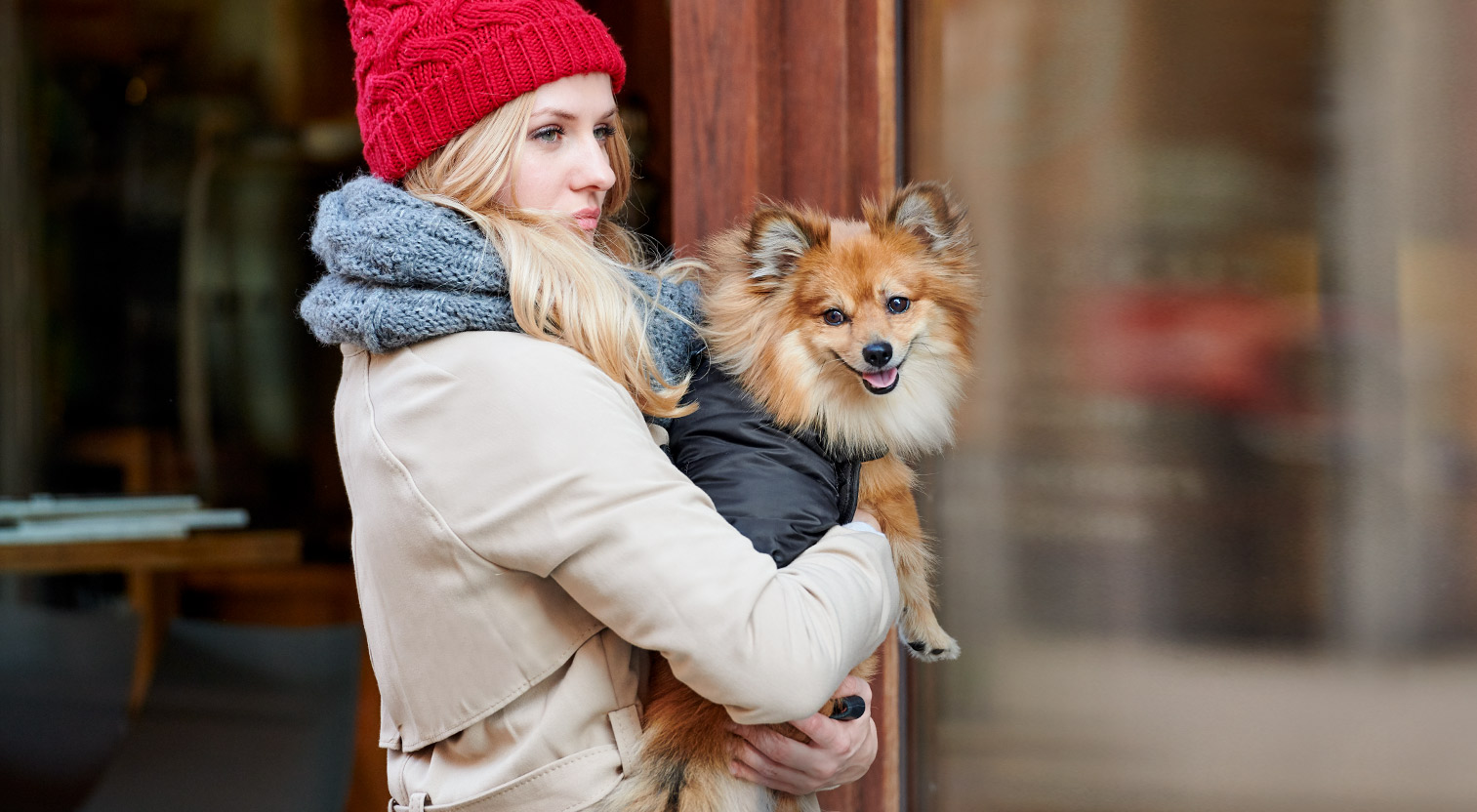 Pomeranian niesiony przez właścicielkę na rękach