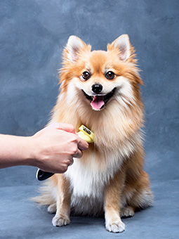 Pies miniaturowy rasy długowłosej wyczesywany furminatorem XS.