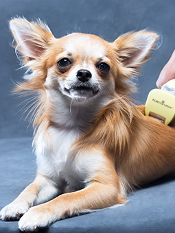 Pies miniaturowy rasy krótkowłosej wyczesywany furminatorem XS.