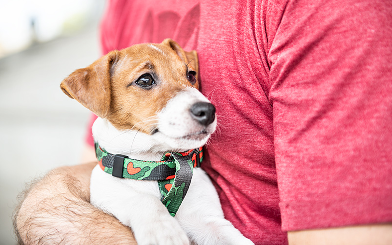 Jack russell terrier ubrany w szelki moro patrzy w dal i jest trzymany przez mężczyznę w czerwonej koszulce. 