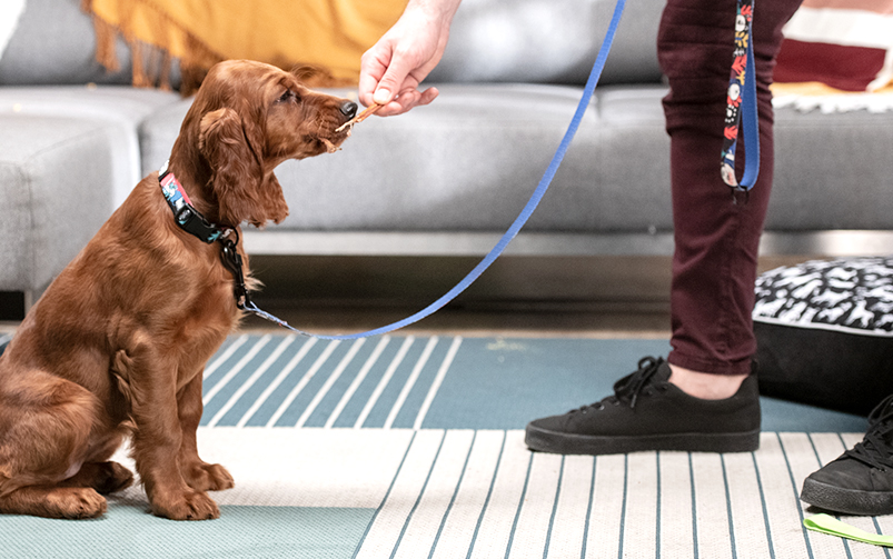 Młody brązowy pies rasy cocker spaniel przypięty na smyczy siedzi na biało-niebieskim dywanie i obwąchuje przysmak który podaje mu właściciel