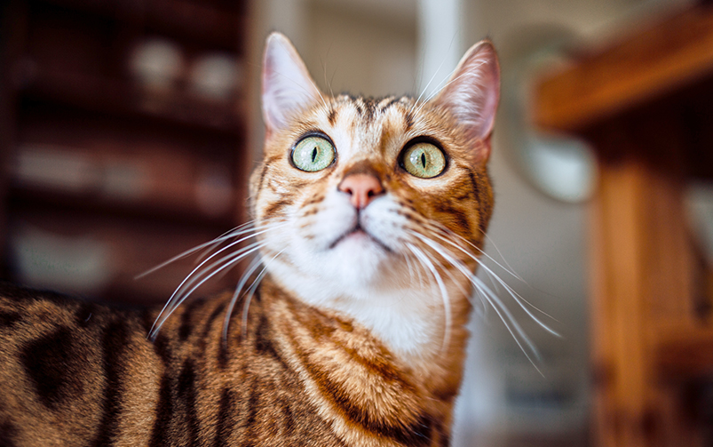 Zbliżenie na kota z długimi, białymi wąsami, patrzącego przestraszonym wzrokiem w przestrzeń. 