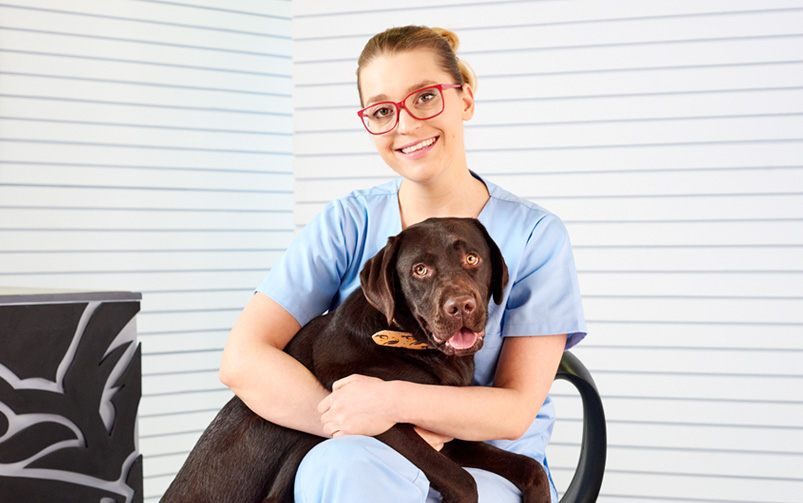 Lekarz weterynarii, Małgorzata Glema, siedzi na krześle i trzyma na kolanach ciemnobrązowego dużego psa i patrzy w obiektyw.