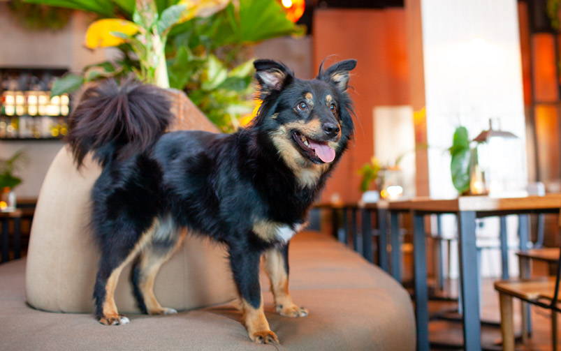 Czarno-brązowy pies z puszystym ogonem stoi zadowolony na brązowej kanapie w restauracji i wpatruje się w przestrzeń. W tle widać zielone rośliny i stoliki.