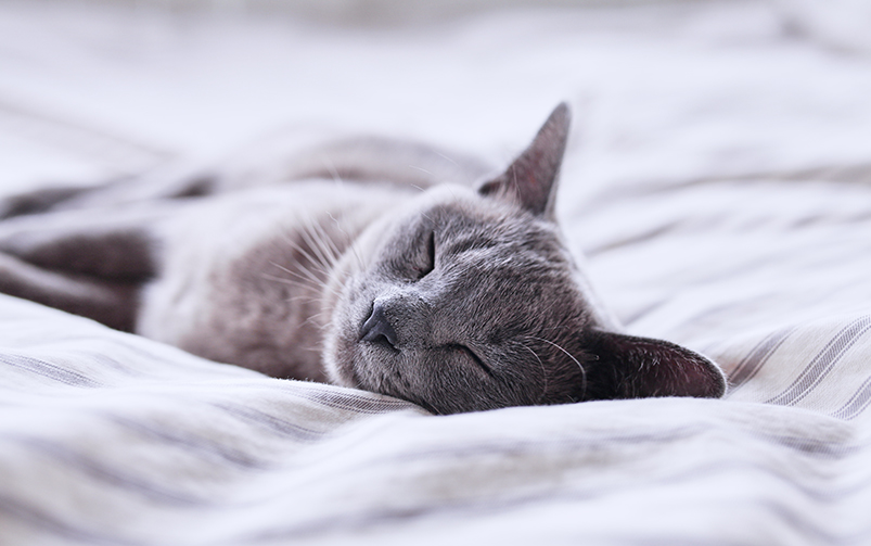 Zbliżenie na szarego kota śpiącego na białej pościeli w paski.