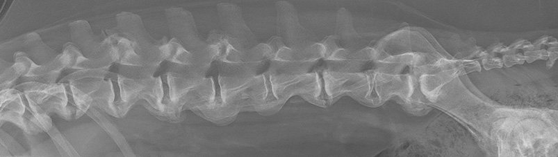 Spondyloza w odcinku lędźwiowym i lędźwiowo-krzyżowym psa