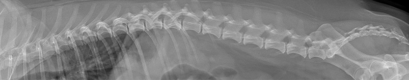 Zdrowy kręgosłup psa