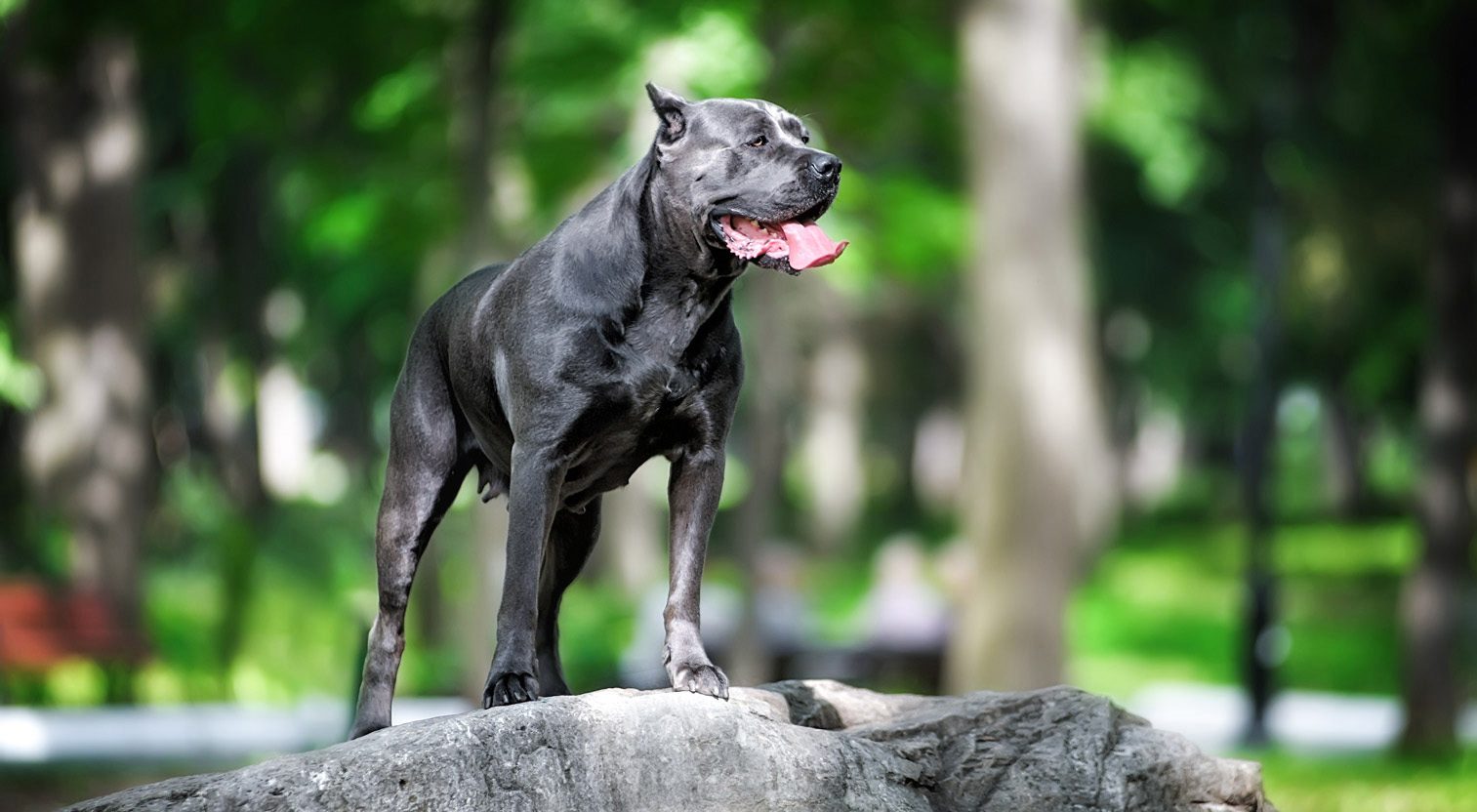 Pies rasy Cane Corso stoi na szarym kamieniu w parku.
